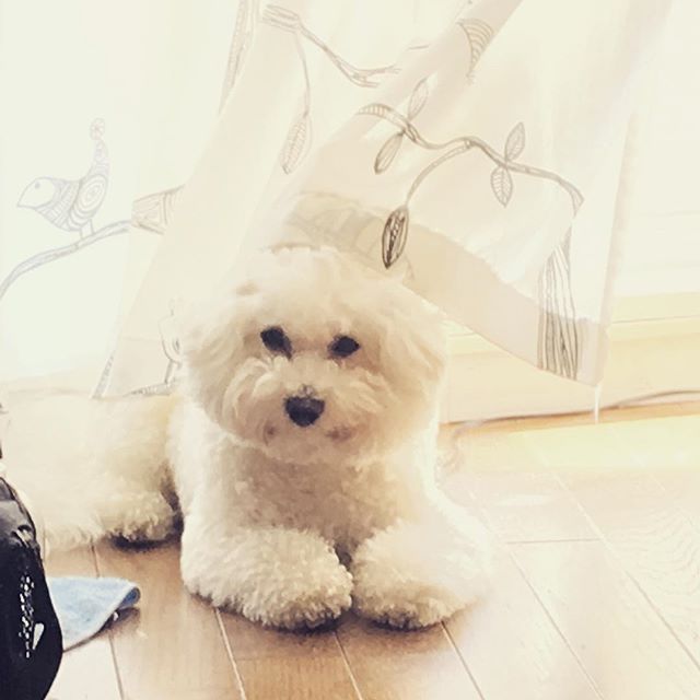 外に行きたいらしい