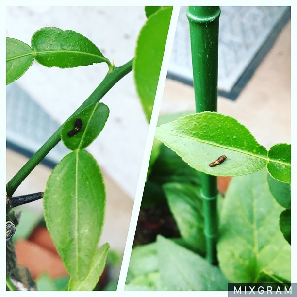 柑橘系の木に早速住居人が！