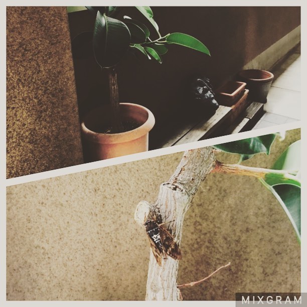 うるさいと思ったら、こんなところで自己主張していた